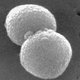 Image for article titled The experiment that first hinted at the existence of DNA